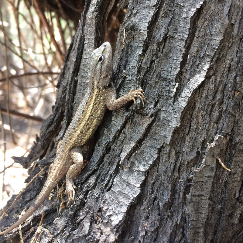 Fence Lizard on a tree